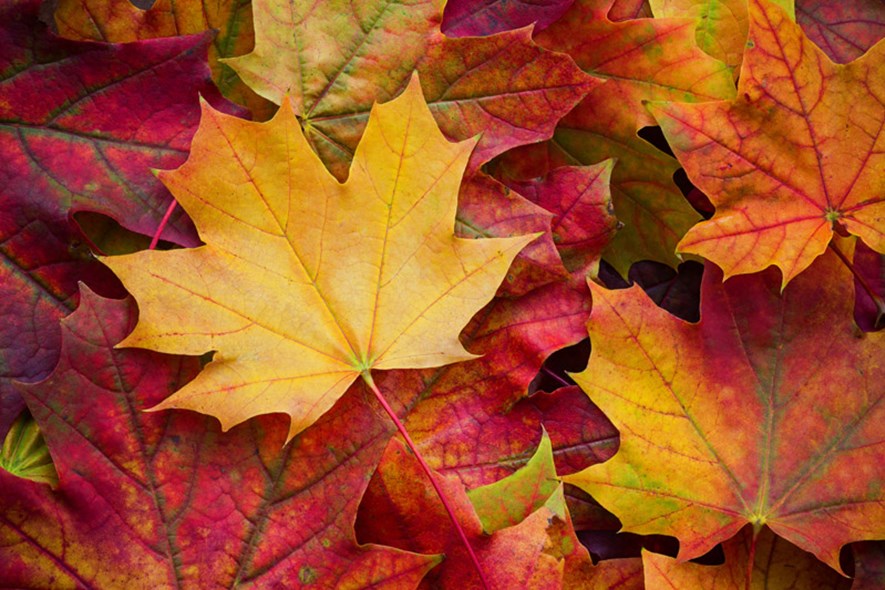 Volunteers Needed for Harvest Fest!